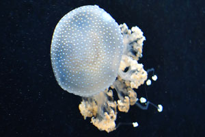 A white-spotted jellyfish is almost transparent