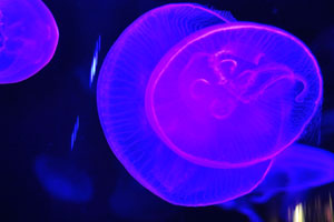 Jellyfish are highlighted with stunning colors