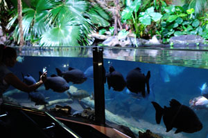 Huge fish swim in the aquarium