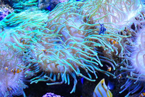 Anemones and clownfish