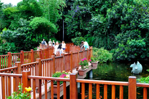 A pedestrian bridge that spans over Koi pond meets you after the entrance to Loro Parque