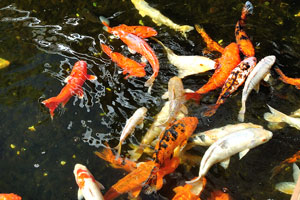 Koi pond is full of colorful fish