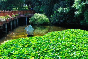 Koi pond is full of lush greenery