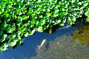 White fish swim in Koi pond