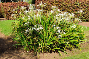 Swamp lily blooms are white with thin petals