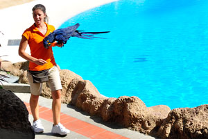 The largest parrot by length in the world, the hyacinth macaw is ready to perform before the dolphin show