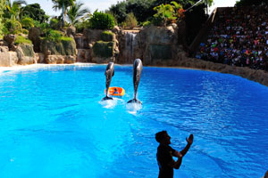 Two bottlenose dolphins accompany a boat with a child in the dolphin show