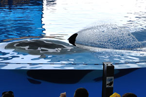 An orca sprinkles water by an upper fin in the orca show