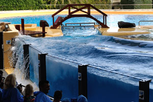 Huge waves are generated by an orca in the orca show