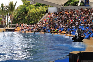 An orca jumps over the water in the orca show