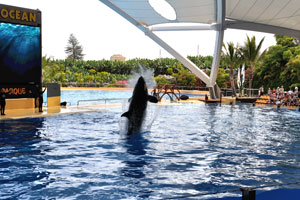An orca is jumping out of the water in the orca show