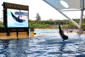An orca performs a flip in the air in the orca show