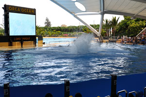 A splash of water has been produced by an orca's somersault in the orca show