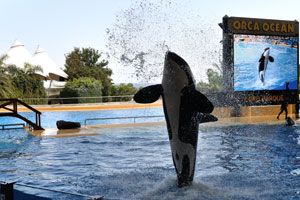 An amazing killer whale is in the air in the orca show