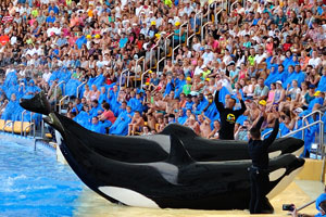 Two huge killer whales jumped ashore in the orca show