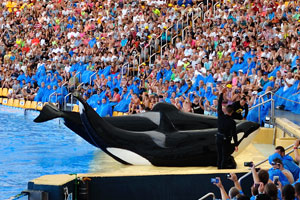 Two killer whales perform a stunt in the orca show