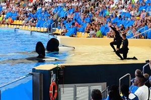 Two wonderful killer whales are waving fins in the orca show