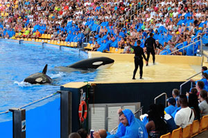 Two awesome killer whales have captivated the audience with their skills demonstrated in the orca show