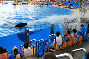 A killer whale is constantly splashing the water on the spectators during the orca show
