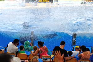 A gigantic splash of water has covered the first rows of spectators in the orca show