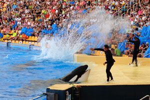 Even the spectators from the middle rows of amphitheatre got wet in the orca show