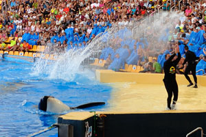 A trainer asks the audience to applaud the killer whales in the orca show