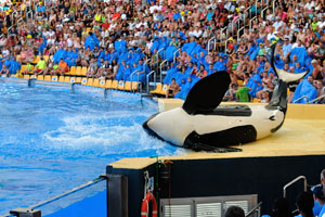 A killer whale is spinning on the floor in the orca show