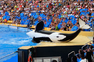 A killer whale performs a fantastic stunt in the orca show