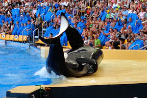 A killer whale performs a spinning stunt in the orca show