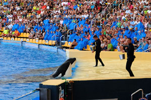 Killer whales have been waiting the feeding in the orca show