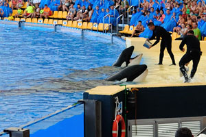 The moment of killer whales feeding in the orca show