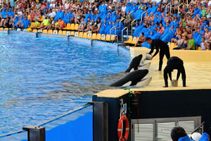 Killer whales feed on fish in the orca show