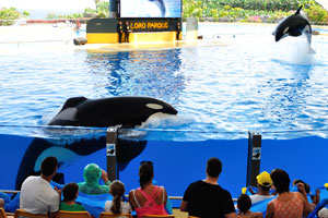 Two killer whales perform jumps in the orca show