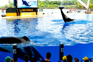 A killer whale performs a flip in the air in the orca show
