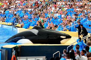 Both killer whales attentively hear their trainers during the orca show