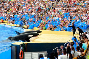 Both killer whales have opened their mouths in the orca show