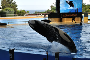 A killer whale performs an awesome stunt during the orca show