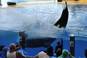 A killer whale created an outstanding splash of water during the orca show