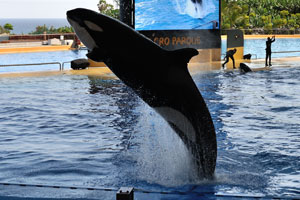 An orca performs a jump over the water in the orca show