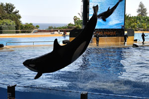 A killer whale performs an outstanding somersault during the orca show