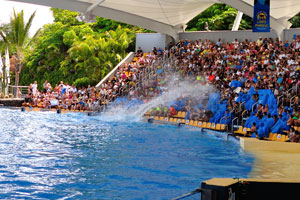 A splash of water is produced by a killer whale during the orca show