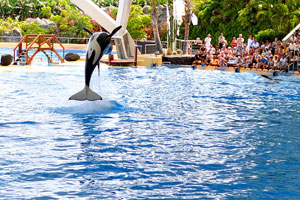 The killer whale somersaulting happens here and there during the orca show