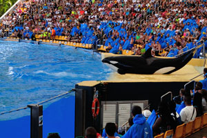 the orca show is the highlight of Loro Parque