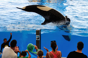 the orca show is amazing, although if you sit in the splash zone you get soaked, like completely drenched