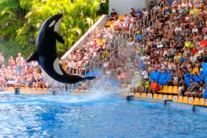 Our favourite show is the Orcas, they are brilliant!