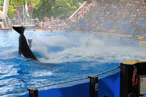 Planning your shows I would save orca show for the end of the visit as it is the best attraction in the park