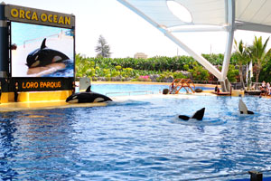 The orca show is absolutely fabulous