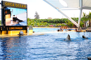 Many visitors go to the orca show twice or even thrice