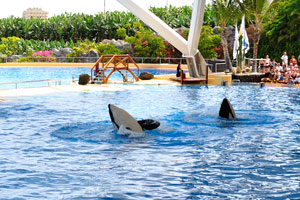 There are very impressive animals in the park and the show with killer whales is especially good