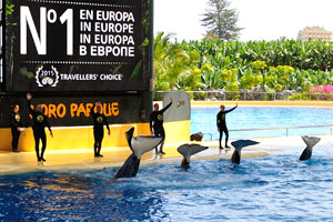 Orca trainers waving together with the killer whales in the end of orca show